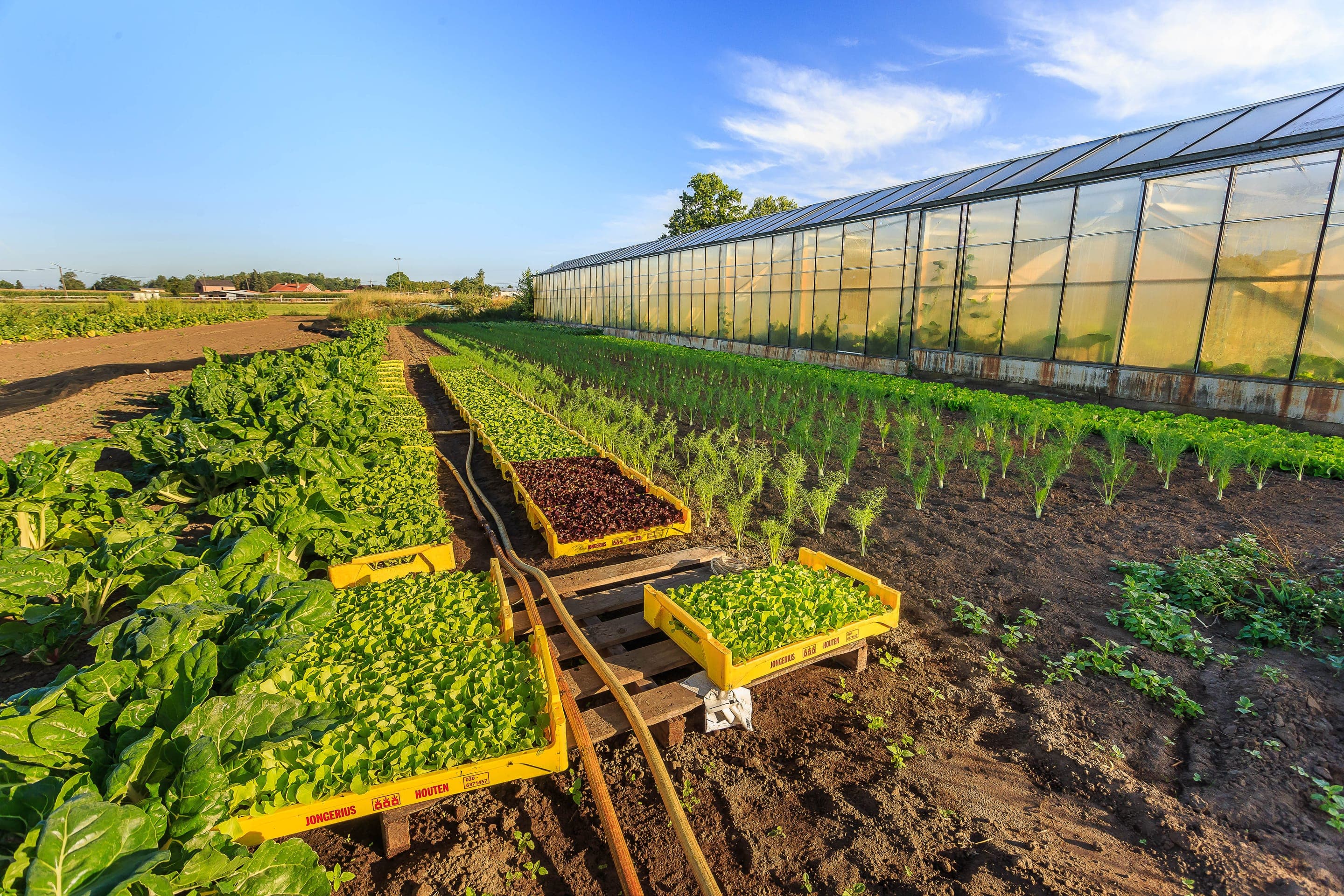Serre met jonge plantjes en groentebedden