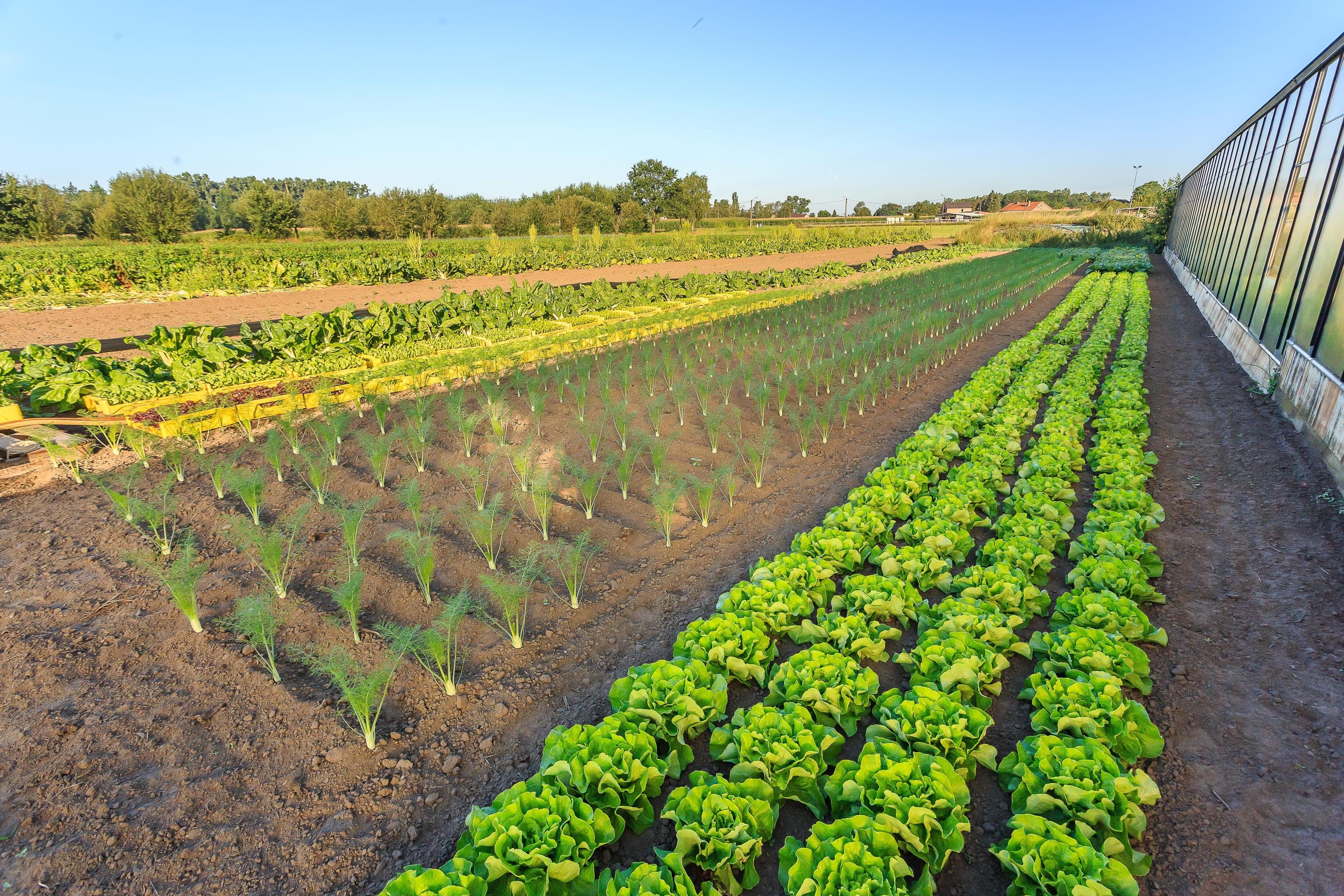 Groenteveld met slakroppen en serre